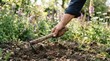 © SimpleDesignStudio - Middle-aged man gardening in a lush backyard, using a small hoe to cultivate soil for spring planting.