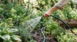© SimpleDesignStudio - Close-up of a Caucasian woman watering green plants and flowers in a home garden with a garden hose