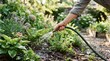 © SimpleDesignStudio - Middle-aged woman watering garden beds with hose in a lush backyard during summer for botany and horticulture concepts
