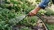 © SimpleDesignStudio - Senior woman watering her organic vegetable garden with a green garden hose in the backyard during summer
