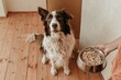 © Ryzhkov - Brown and white collie dog looking up eagerly for food as a hand holds a metal bowl of kibble in a cozy home for pet care and animal nutrition