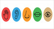© vectors home - Five Sense Organs Icons Hand Ear Nose Mouth And Eye In Circular Designs anatomy audition