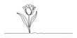 © Raj Creator - Continuous single line drawing of a beautiful tulip flower with leaves in a minimal art style for modern home decor and greeting card design elements Vector, illustration