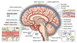 © Nur - Detailed Anatomical Illustration of the Human Brain Blood Circulation and Cerebrospinal Fluid Ventricular System