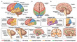 © Nur - Comprehensive Anatomical Diagram of the Human Brain Highlighting Cerebral Lobes and Internal Neural Functional Systems