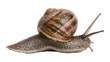© Ari - Garden snail with brown spiral shell crawling on white