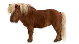 Brown Shetland pony with blonde mane and tail