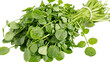 © Maria - Fresh watercress bunch with green leaves and stems