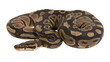 © Natalia - Ball python coiled with patterned scales and dark eyes