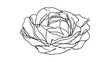© tobu - Elegant rose line art illustration white background.
