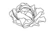 © luga - Elegant line art rose illustration white background.