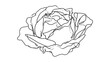 © kekong - Detailed line art rose illustration white background.