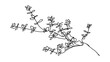 © buya - Delicate floral branch illustration white background.
