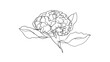 © buti - Hydrangea flower line art white background.