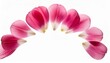 © Judith - Pink Tulip Petals Fly In A Semicircle Isolated On A White Background