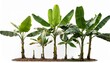 © Judith - Banana Trees Isolated On White Background File Contains A Clipp