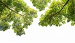 © Judith - Branch Of A Tree Foreground Isolated