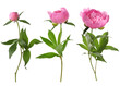 © New Africa - Pink peony, from bud to open flower. Collage on white background