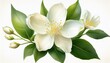 © Brittany - the jasmine flower a beautiful white blossom isolated on a white background ai generated