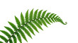 © Celt Studio - Curved green fern frond isolated pure white background showcasing beautiful intricate botanical foliage texture natural organic plant decoration ecology wilderness environment forest growth