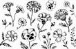 © Milon - Colección dibujada a mano de diversas flores silvestres y botánicos en estilo de tinta en blanco y negro