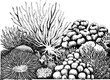 © HasnaHena55 - Detallado de un vibrante ecosistema de arrecife de coral en monocromo