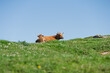 © Vjom - Brown Cow Resting on Grassy Hill Beneath Clear Blue Sky