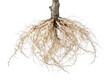 © Ismat - Detailed brown tree roots system with many fine fibers reaching downwards
