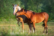 © kwadrat70 - Couple horse on pasture