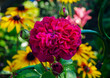 © Irene Kulinchyk - Vibrant deep pink rose with water droplets blooming in a garden with yellow flowers