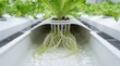 © Balaj - Hydroponic lettuce with visible roots growing in water in a modern indoor farm system with sleek indoor cultivation submerged water within horticultural innovation