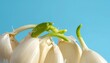 © Aliza  - Fresh garlic cloves with green sprouts against a blue background vegetable ingredient aromatic agriculture foodstuff