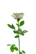 © Svetoslav Radkov - single white rose