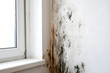 © Audrey - Black mold and fungi on the wall near the window indicate ventilation issues, dampness, and cold in the apartment. Spots appear in the corner where the white walls meet. Spores easily flourish and mul
