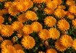 © stock Images - Bright orange calendula flowers blooming in a sunny garden