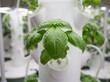 © Balaaj - Hydroponic tower cultivating fresh basil leaves with water droplets for indoor gardening with showcases vibrant basil, growing hydroponic, droplets surface
