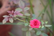 © Bhavesh - pink rose in the garden