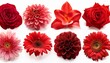 © Miller - Various Of Red Flowers Spring Flower Dahlia Lily Tulip Daisy Rose Gerbera Chrysanthemum Isolated On White Background