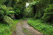 © Rodrigo Postol - Imagem de estrada dentro da floresta