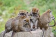© Christian Hütter/imageBROKER - Javan macaques (Macaca fascicularis), a group engaging in mutual grooming, in captivity, found in South-East Asia