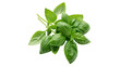 © Pendleton-png - Fresh green basil leaves cooking herb isolated on transparent background for italian food