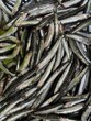 © Tetiana - Fresh sardine fish displayed in a box on ice at supermarket seafood counter.  Fresh raw sardines in a crate for sale at a supermarket.