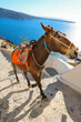 © Mat Hayward - A donkey climbs the steep stone steps from Ammoudi Bay in Santorini, Greece, carrying supplies under bright Mediterranean sunlight above the Aegean Sea.