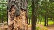 © mailcaroline - tree exhibiting significant signs of distress with large chunks of bark peeling off trunk and insect patterns. woodland or forest health background with copy space.