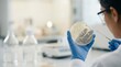 © danang - Researcher examining bacterial culture in a petri dish at a lab