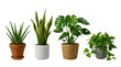 © Designer - Set of four small green house plants in decorative flower pots isolated on transparent background