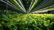 © plaassc - Vertical farm leafy green hydroponic agriculture indoor fresh crop