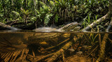Green Anaconda Underwater in Amazon Rainforest River.