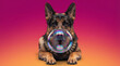 © AC - Creative studio portrait of a purebred German Shepherd dog with a large clear soap bubble covering its entire snout against a bright pink and orange gradient background