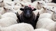 © Zulharyono - A mischievous black sheep with a pink bow defiantly stands out among a sea of uniform white sheep, embodying uniqueness and a bold sense of nonconformity